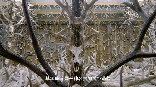 鹿茸视频,大自然的滋补瑰宝，探寻其神奇功效与养生之道
