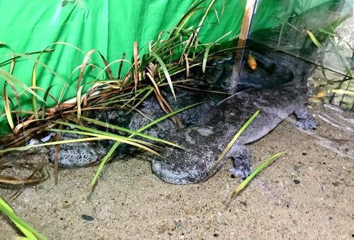 娃娃鱼视频播放,视频中的自然奇观揭秘