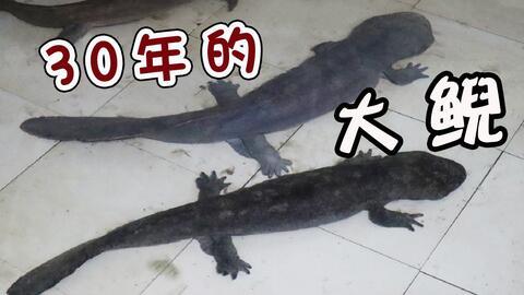 娃娃鱼视频播放,视频中的自然奇观揭秘