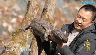 娃娃鱼视频播放,视频中的自然奇观揭秘