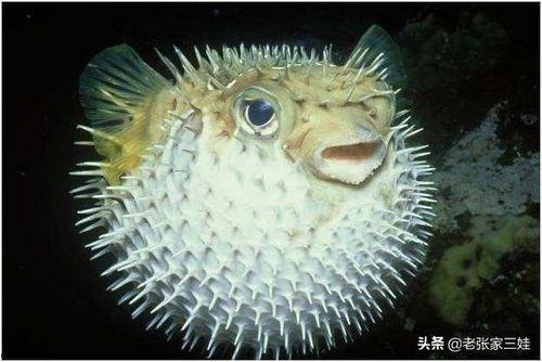 河豚鱼视频,美味与危险的完美交织