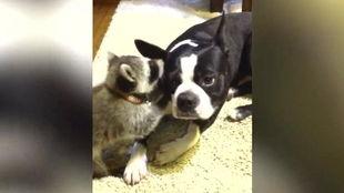 动物生小宝宝的视频