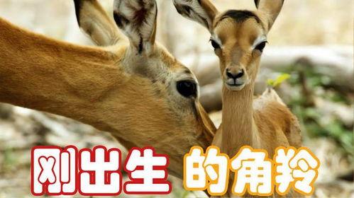 动物生小宝宝的视频