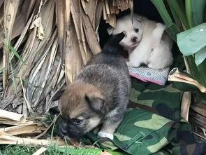 动物生小宝宝的视频