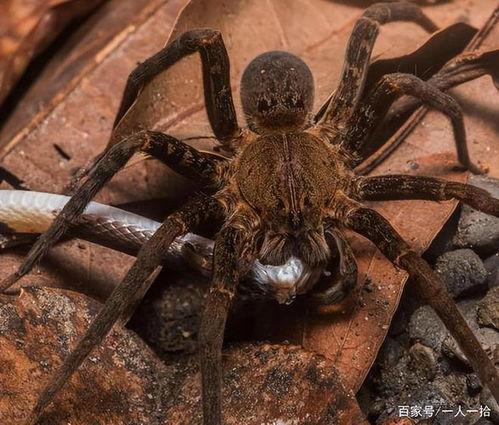 蜘蛛捕食视频,揭秘蜘蛛捕食的惊心动魄瞬间