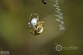 蜘蛛捕食视频,揭秘蜘蛛捕食的惊心动魄瞬间