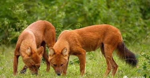 老虎捕食视频,揭秘老虎捕食的惊心动魄瞬间