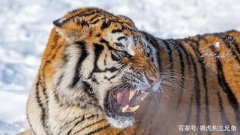 老虎捕食视频,揭秘老虎捕食的惊心动魄瞬间