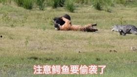 老虎捕食视频,揭秘老虎捕食的惊心动魄瞬间