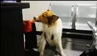 狗狗叫视频,狗狗欢快叫声背后的温馨故事