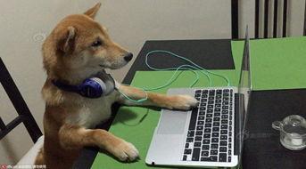 狗狗叫视频,狗狗欢快叫声背后的温馨故事