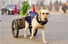 狗拉车视频