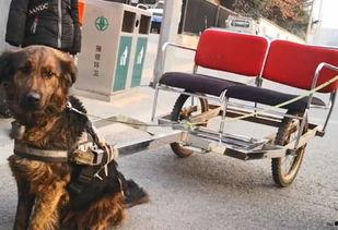 狗拉车视频