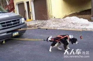 狗拉车视频