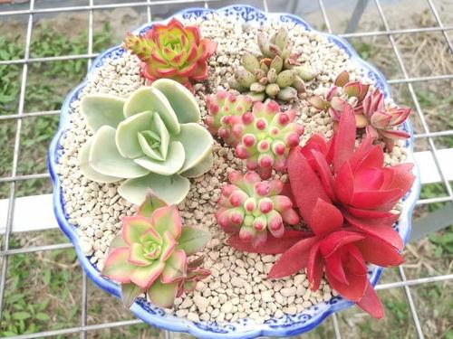 多肉小野猫吃瓜爆料,娱乐圈幕后真相大曝光