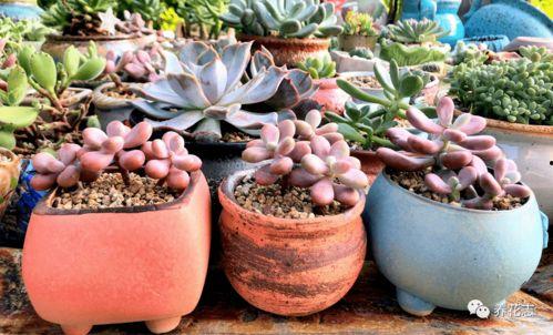 多肉小野猫吃瓜爆料,娱乐圈幕后真相大曝光