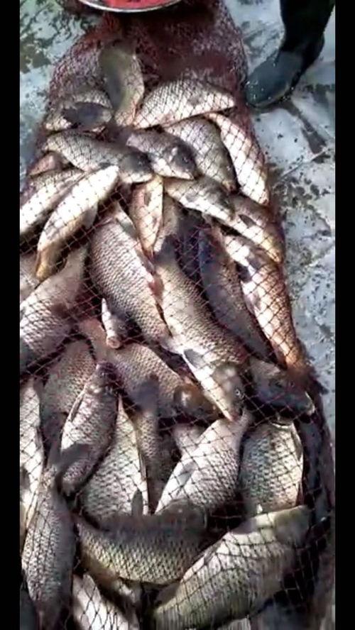 开饵视频,跟随视频轻松掌握钓鱼高招