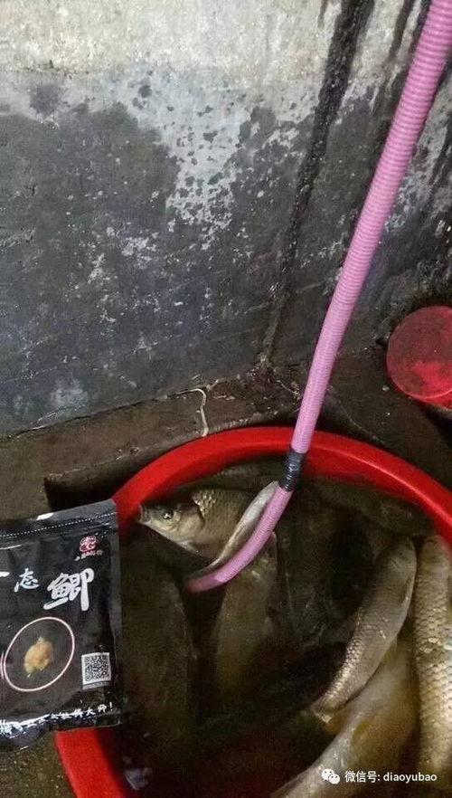 开饵视频,跟随视频轻松掌握钓鱼高招