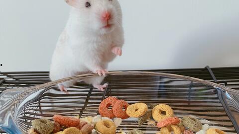 养仓鼠的视频,仓鼠饲养视频攻略