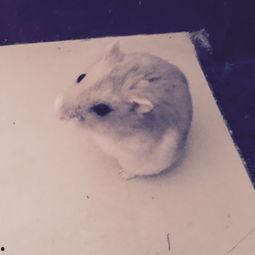 养仓鼠的视频,仓鼠饲养视频攻略