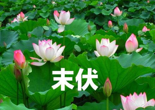 今日宜吃瓜小说别名合集,揭秘今日宜吃瓜小说别名大集合