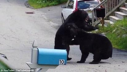 熊打架视频,一场激烈的对决