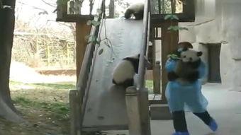 熊打架视频,一场激烈的对决