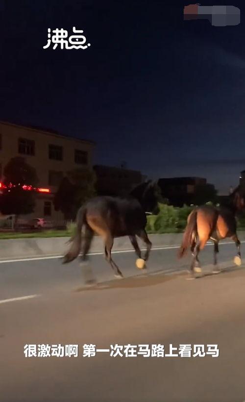 马奔跑视频,速度与激情的视觉盛宴