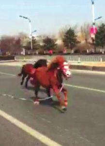 马奔跑视频,速度与激情的视觉盛宴