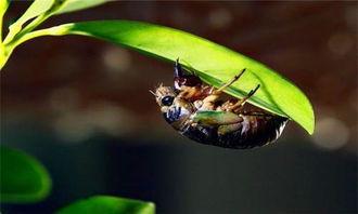 养蝉视频,揭秘养蝉的奇妙世界