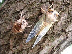 养蝉视频,揭秘养蝉的奇妙世界