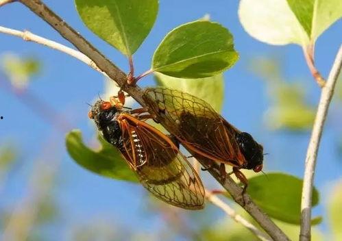 养蝉视频,揭秘养蝉的奇妙世界