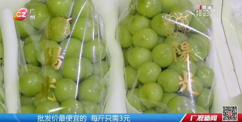 今日广州水瓜多少钱一斤