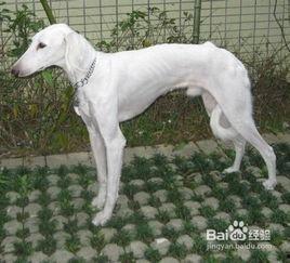 细狗视频,揭秘网络红人背后的故事