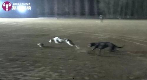 细狗视频,揭秘网络红人背后的故事