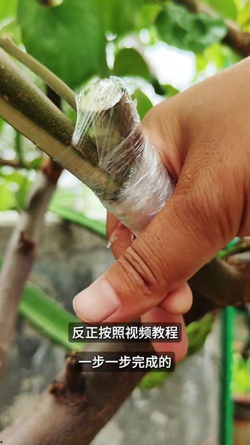 枣树嫁接视频,视频教学助您轻松掌握