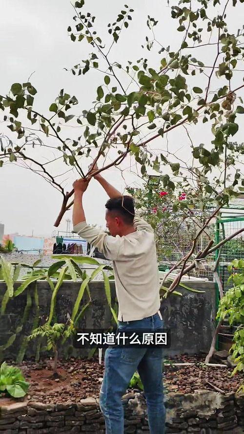 枣树嫁接视频,视频教学助您轻松掌握