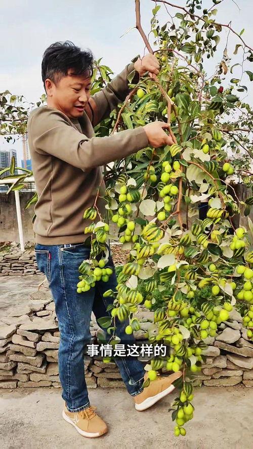 枣树嫁接视频,视频教学助您轻松掌握