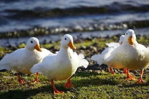 鸭的视频,欢乐瞬间捕捉