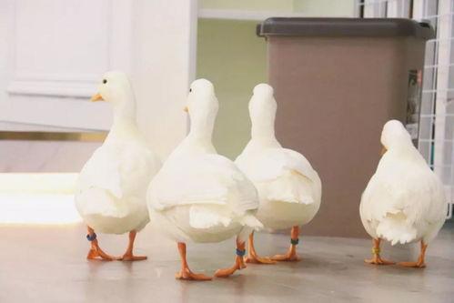 鸭的视频,欢乐瞬间捕捉