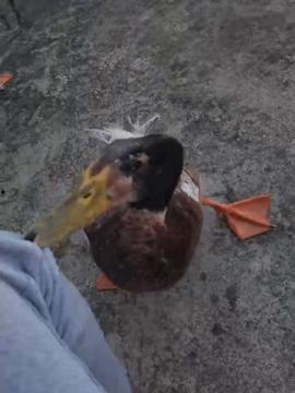 鸭的视频,欢乐瞬间捕捉