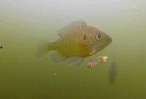 鱼类视频大全,鱼类视频大全精彩盘点