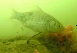 鱼类视频大全,鱼类视频大全精彩盘点