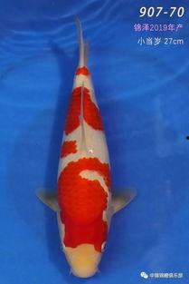 鱼类视频大全,鱼类视频大全精彩盘点