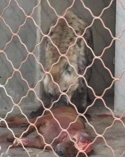 比特犬大战斑鬣狗视频