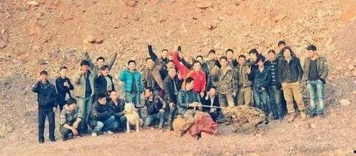 比特犬大战斑鬣狗视频