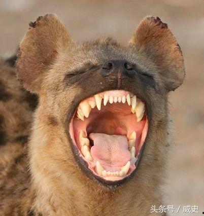 比特犬大战斑鬣狗视频