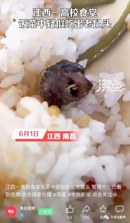 吃耗子视频,吃耗子背后的故事与启示