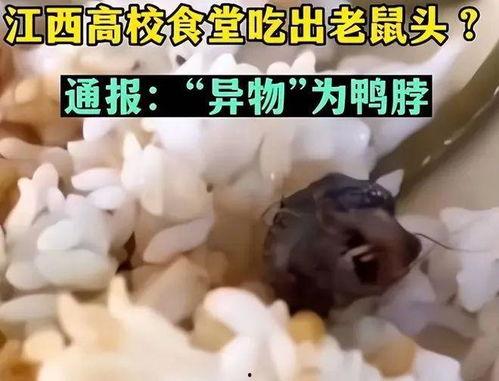 吃耗子视频,吃耗子背后的故事与启示