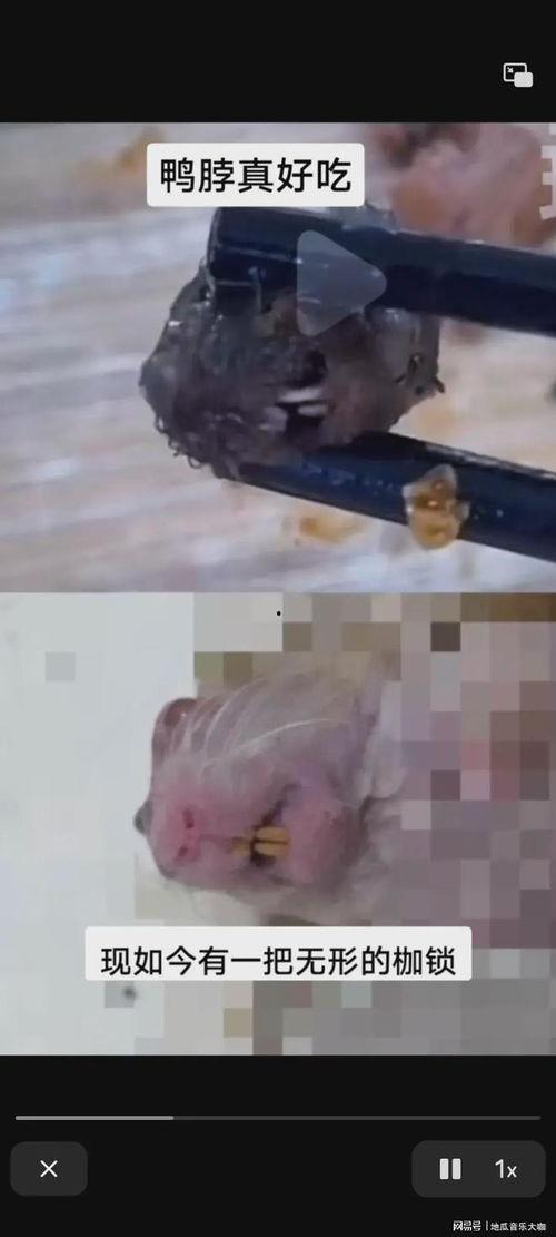 吃耗子视频,吃耗子背后的故事与启示